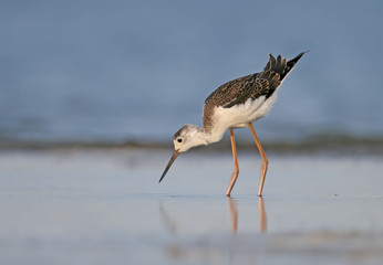 Young black winged stilt feeding on the water.