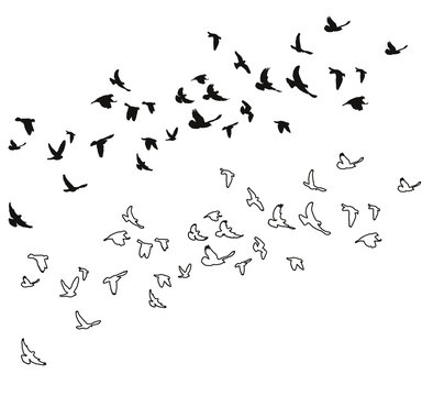 sketch of pigeons flying