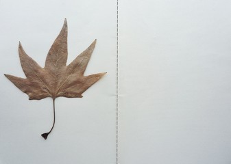 Autumn leaf on white notebook