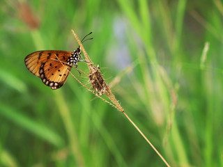 Fototapeta na wymiar Butterfly on the grass in the garden