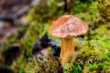 Edible mushroom commonly known as the bay bolete