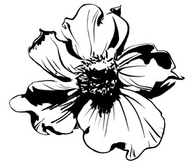 Hand drawn anemone flower calligraphy style