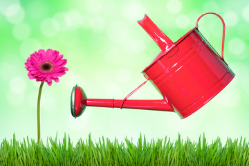 園芸　赤いジョウロとガーベラ © Route16