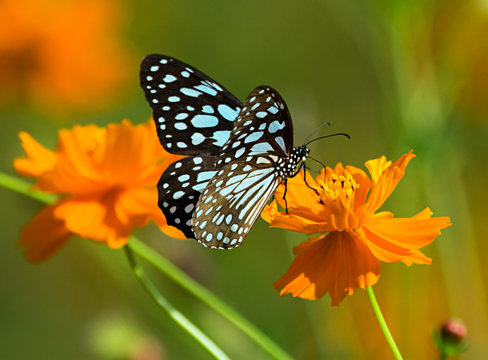 Blue tiger butterfly or Tirumala limniace on an orange flower