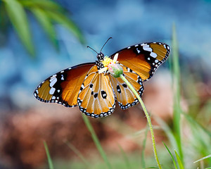 Orange butterfly Danaus chrysippus or Tiger on sky background on yellow flower