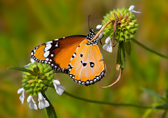 Orange butterfly Plain Tiger on white flowers