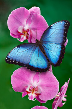 Fototapeta Blue Morpho butterfly or a pink orchid flower