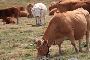 red Cow grazing in a Pyrenean pasture, Occitanie in south of France
