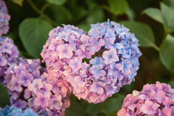 Hydrangea is in form of heart, pink, blue, lilac, violet, purple flowers are blooming in spring and summer at sunset in town garden.