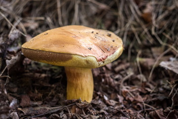 mushroom in the grass in the forest
