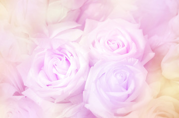 Obraz na płótnie Canvas Roses in soft pastel tone.