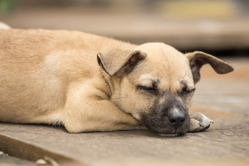 little puppy thai dog