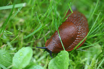 slug on grass