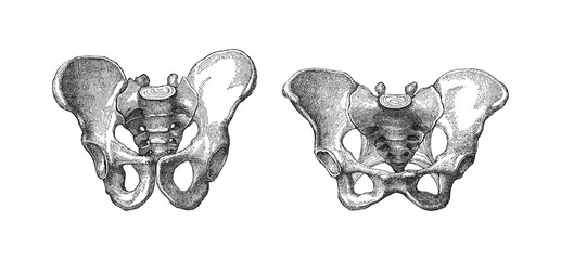 Human pelvis male (left) and female (right) - vintage illustration - obrazy, fototapety, plakaty