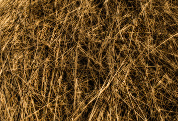 Dry straw grass background texture