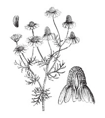 Matricaria chamomilla or German chamomile - vintage illustration - obrazy, fototapety, plakaty