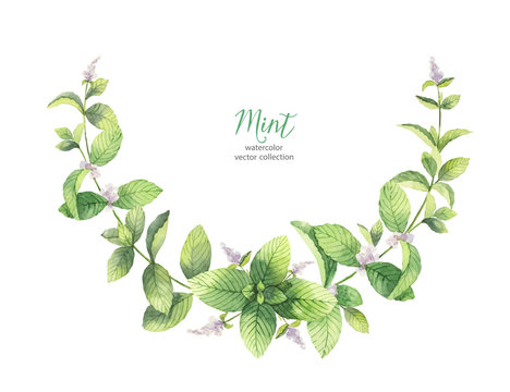 Watercolor vector wreath of mint branches isolated on white background.
