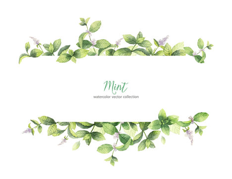 Watercolor vector banner of mint branches isolated on white background.