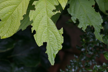 raindrops on leaves