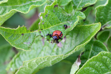Colorado beetle on potato leaf