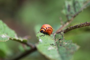 Colorado beetle on potato leaf