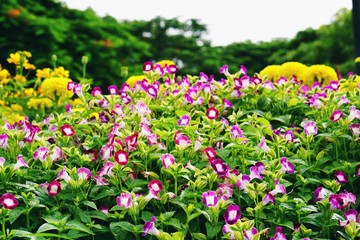 Meadow of colorful Torenia, Wishbone flower at park in sunny day.