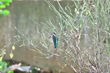 Japan kingfisher