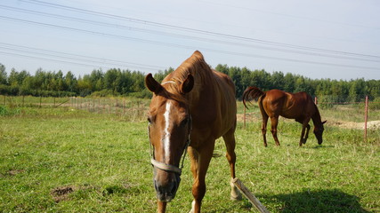 Horse on a farm