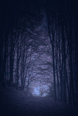 The way through the carpathian night forest