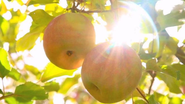 Sun rays go through apple tree.