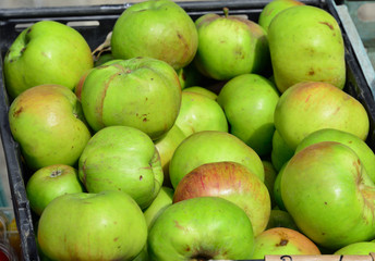 Granny Smiths cooking apples.