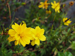 Yellow dense petal Sulfur Cosmos flower cluster group bouquet with blurred green and dry brown stem tree branch bush background, perspective