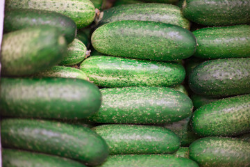 Cucumber background Cucumber harvest. many cucumbers. cucumbers from the field.
