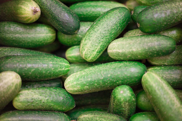 Cucumber background Cucumber harvest. many cucumbers. cucumbers from the field.