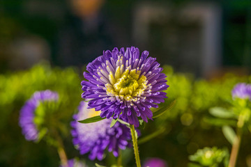Purple flower close up with yellow center