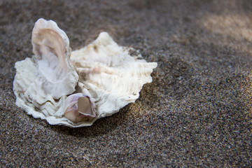 An unusual shell found on the shores of the Andaman Sea