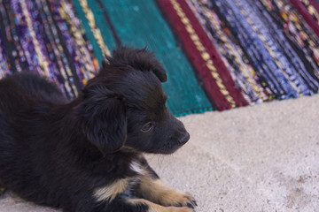 Little black puppy laying and looking