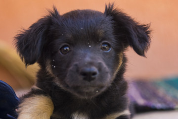 Curious looking black little puppy portrait