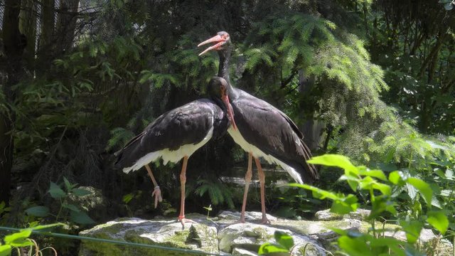 zwei schwarze St&ouml;rche als lustige V&ouml;gel im Gespr&auml;ch