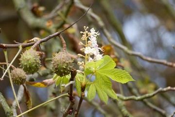 confused chestnut tree with blossom and fruit together