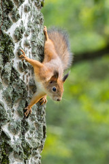 Naklejka na ściany i meble squirrel on a branch