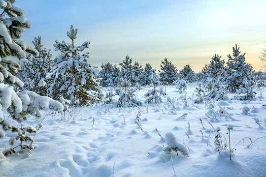 winter rural landscape with forest, snow and blue sky.