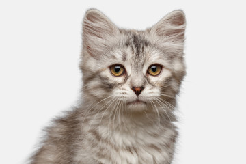 Portrait of Silver Tabby Siberian kitten looking at camera on isolated white background, front view