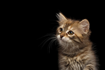 Close-up Portrait of Brown Tabby Siberian kitten looking at side on isolated black background, front view