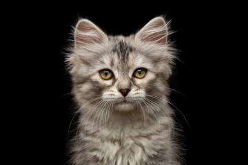 Portrait of Silver Tabby Siberian kitten looking at camera on isolated black background, front view