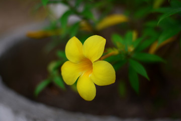 the yellow flower with  daylight from the sun in evening