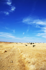 Fototapeta na wymiar Countryside landscape. Alentejo region, Portugal