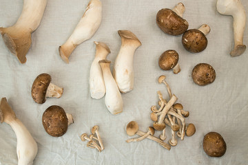 Oyster mushrooms king mushrooms on white fabric background. Preparing oyster mushrooms king mushrooms.