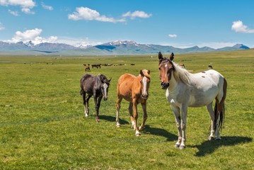 Fototapeta na wymiar Beautiful horses in lake SongKol Kyrgyzstan