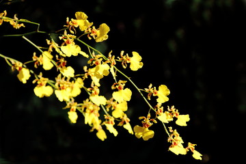 Golden Shower Orchid Isolated